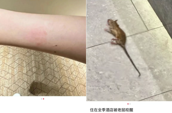 日斗配资 女子入住酒店称被老鼠咬醒！酒店愿赔5000但要求封口，当事人拒绝